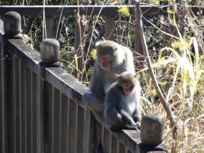太平山獼猴出沒 提醒遊客勿餵食